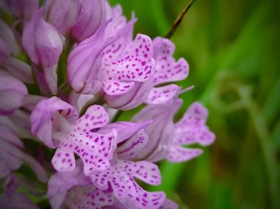 Az orchideák különleges világa - Videóval