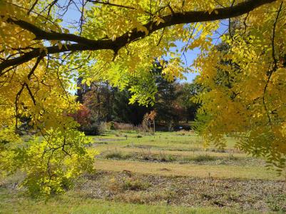Ősz a MATE Gödöllői Botanikus Kertben