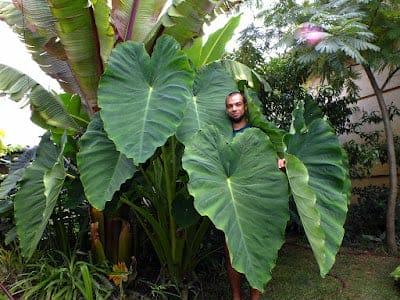 KERTINTERJÚ – Trópusi növénygyűjtemény az Alföldön I.