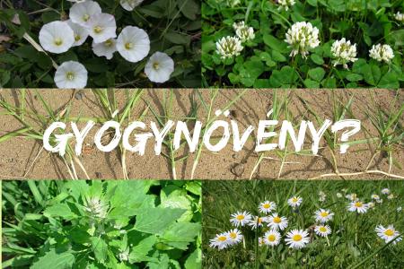 Ismeretlen gyógynövényismeret