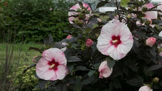 KERTINTERJÚ - Kertünk ékszere a mocsári hibiszkusz